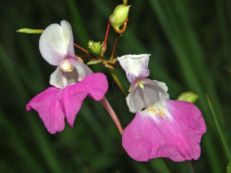 Impatiens balfourii / Balsamina di Balfour